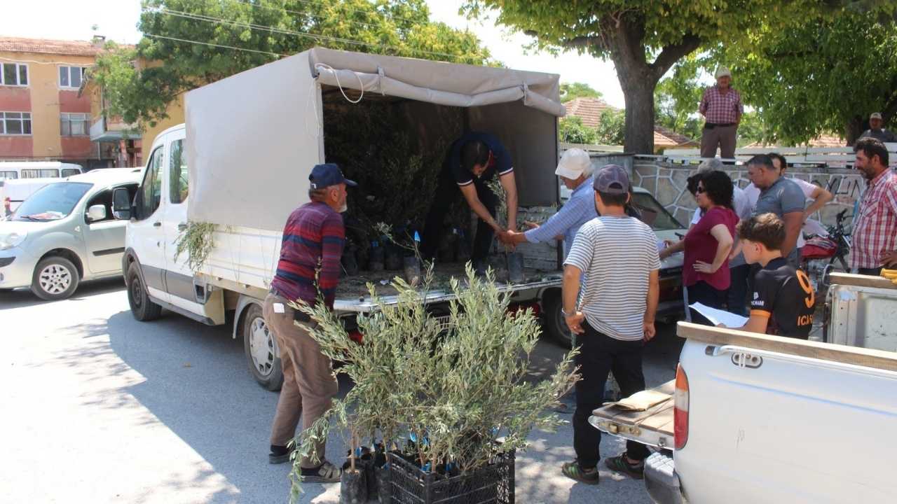 Antalya’da 40 Bin Zeytin Fidanı Dağıtıldı (2)