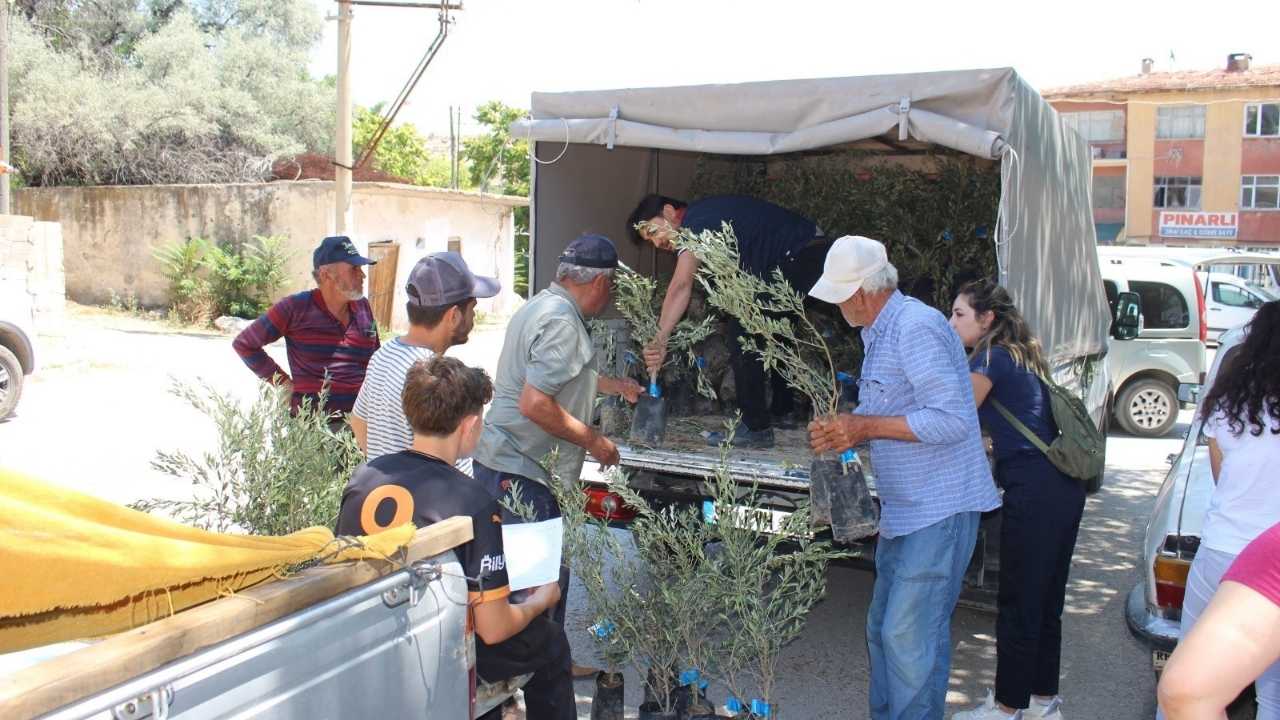 Antalya’da 40 Bin Zeytin Fidanı Dağıtıldı (3)