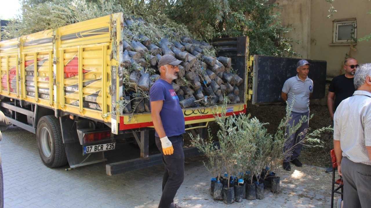 Antalya’da 40 Bin Zeytin Fidanı Dağıtıldı