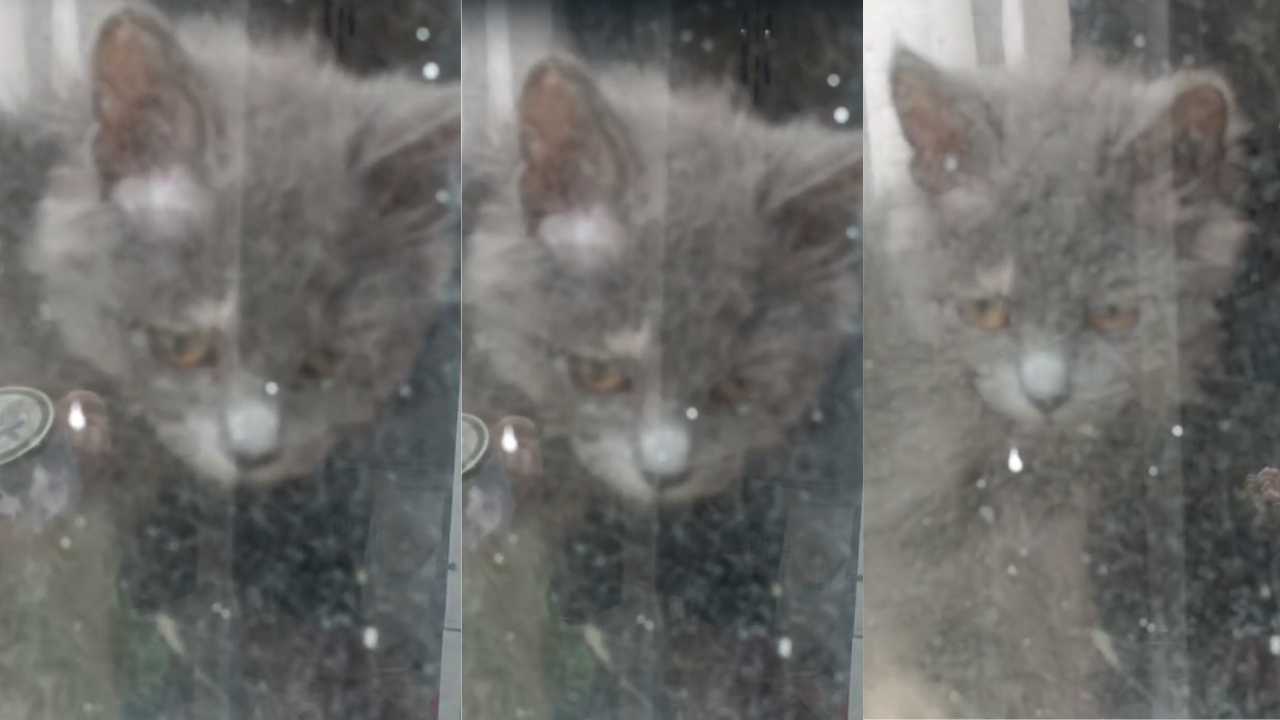 Antalya’da Hayvanların Tutulduğu Ev Yeniden Gündemde Mahalleli Nöbette (2)-3