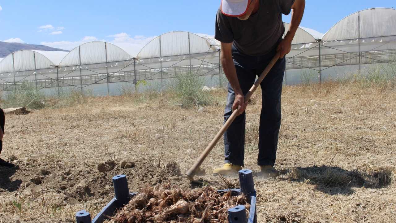 Antalya’da Safran Projesi Elmalı’da Hasatla Taçlandı 2