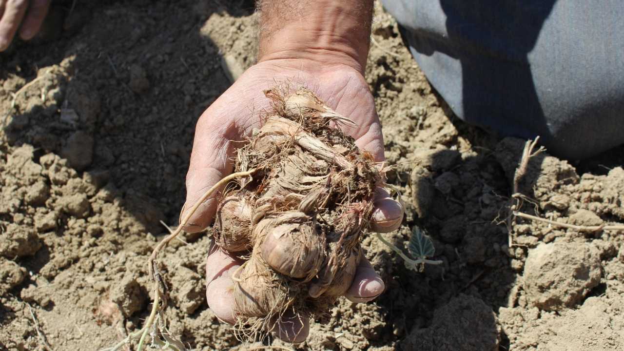 Antalya’da Safran Projesi Elmalı’da Hasatla Taçlandı 3