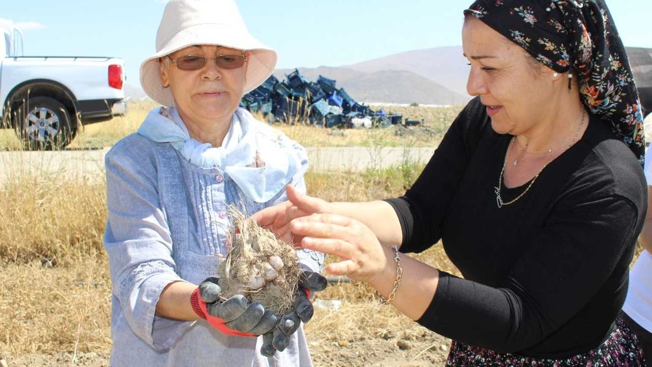 Antalya’da Safran Projesi Elmalı’da Hasatla Taçlandı 4