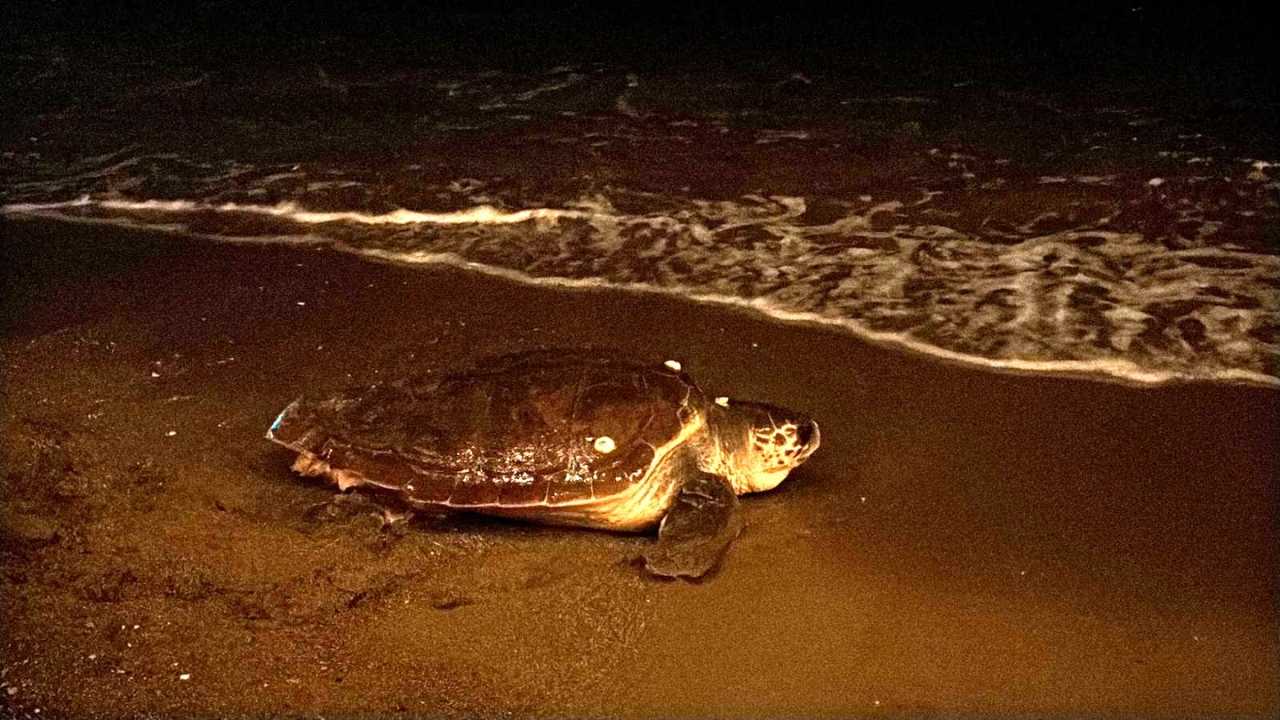 Antalya'da Yoğun İlgi Caretta Caretta’yı Kaçırttı! 2