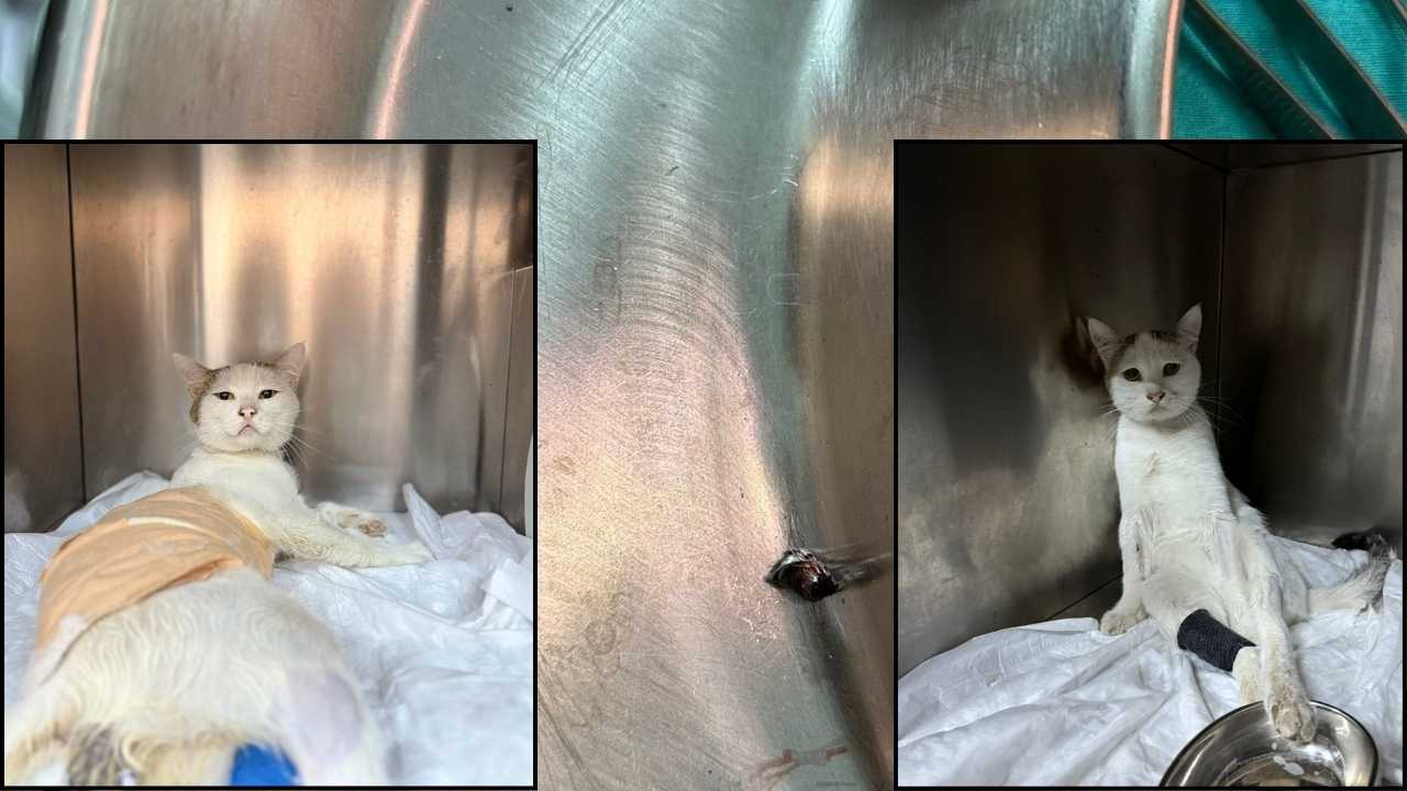 Burdur’da Sokak Kedisine Yapılan Saldırı Vicdanları Yaraladı 3