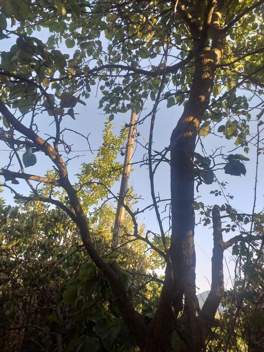 Gazipaşa Kırsalında Orman Yangını Endişesi! Eski Elektrik Hatları Yenilenmeyi Bekliyor 2