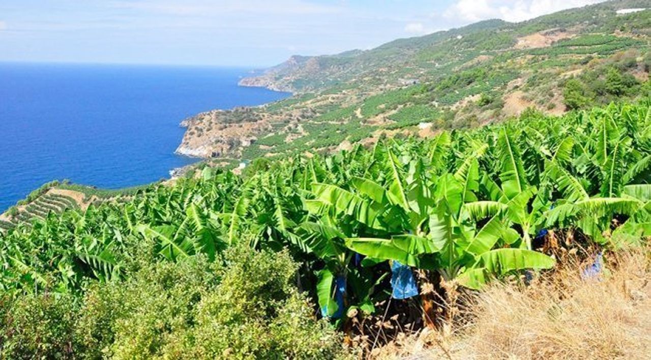 Gazipaşa Zeytinada’da Tapu Krizi Ve Su Sıkıntısı! Aykut Kaya’dan 2 Öneri 3 Result