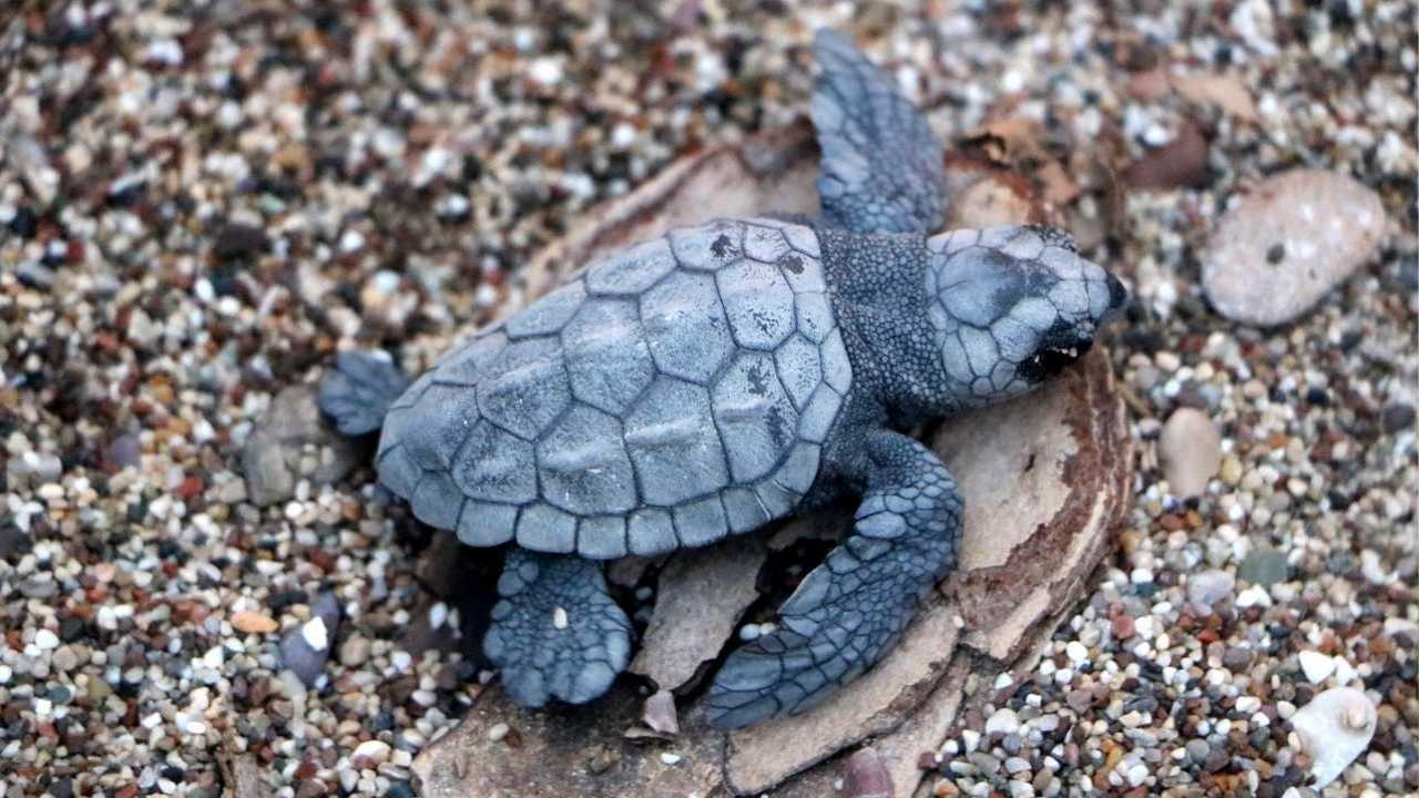 Gazipaşa'daki Caretta Carettalar Tehlike Altında (4)