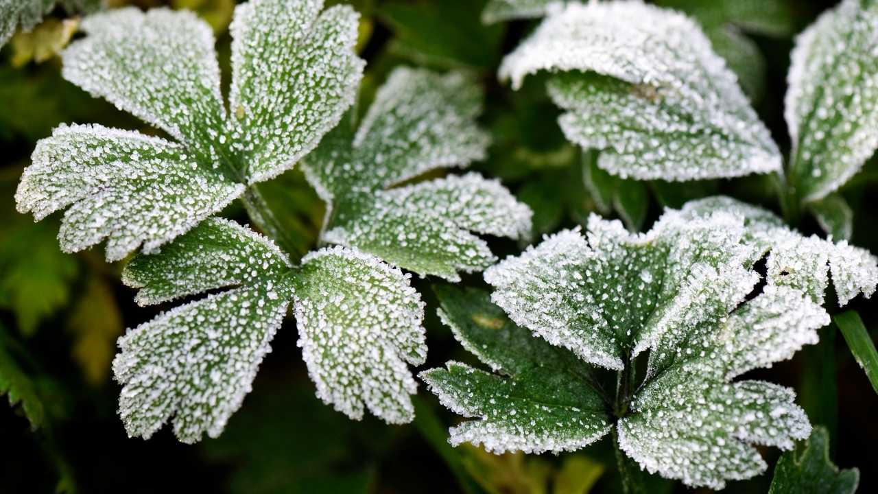 Batı Akdeniz'de Zirai Don İhracatı Vurdu (1)