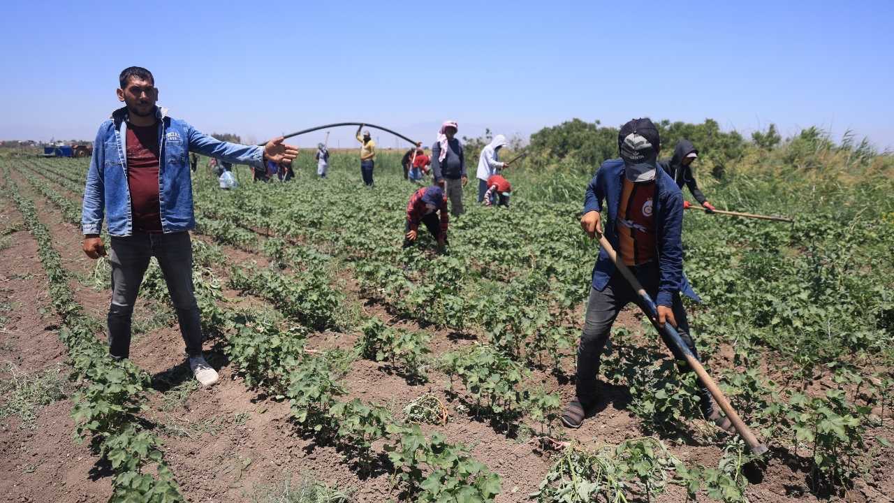 Hatay’da Pamuk İşçilerinin 650 Tl Yevmiye Ile Yaşam Mücadelesi 2