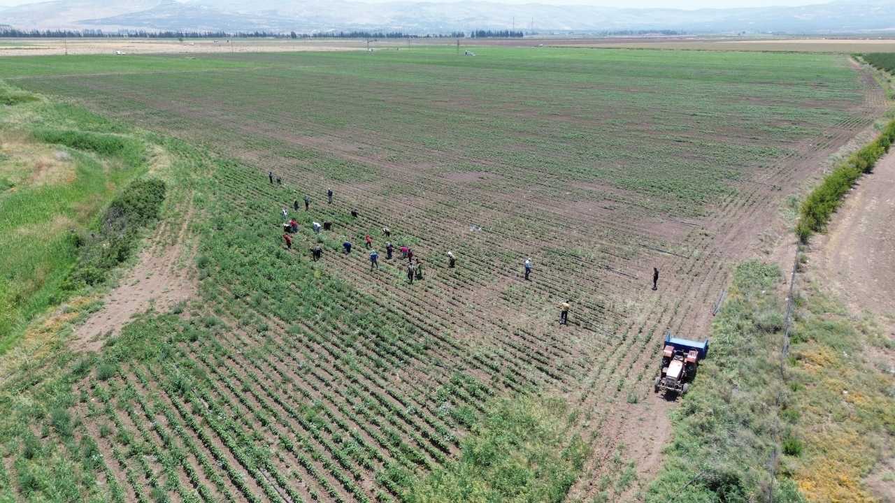 Hatay’da Pamuk İşçilerinin 650 Tl Yevmiye Ile Yaşam Mücadelesi 3