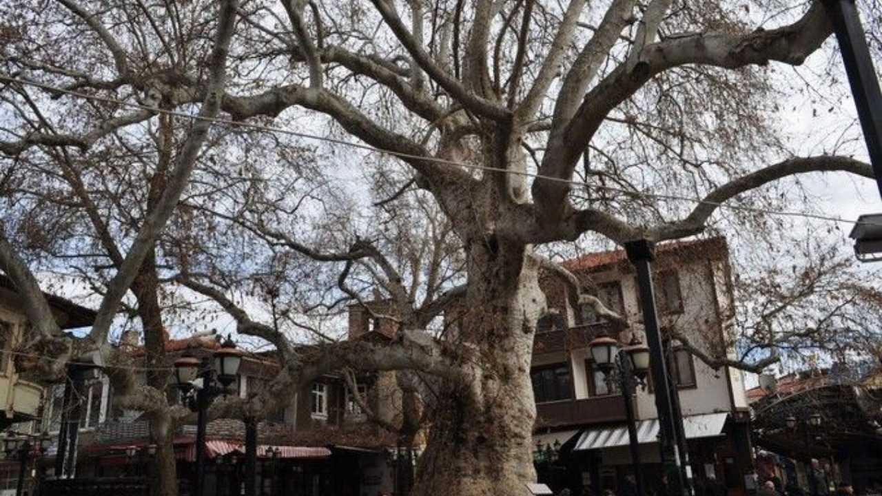 Isparta Yalvaç'ta 798 Yıllık Anıt Çınarın Dalı Koptu! Meydandaki 1 Kişi Yaralandı 3