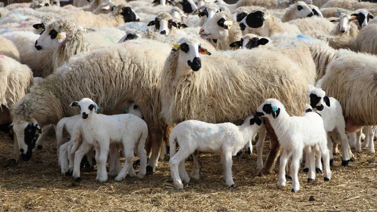 Isparta’da 32 Koyunu Yükleyip Kaçanlar Uşak’ta Yakalandı2