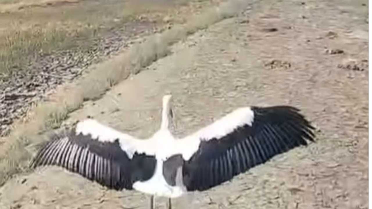 Isparta’da Yuvadan Düşen Leylek Kurtarıldı