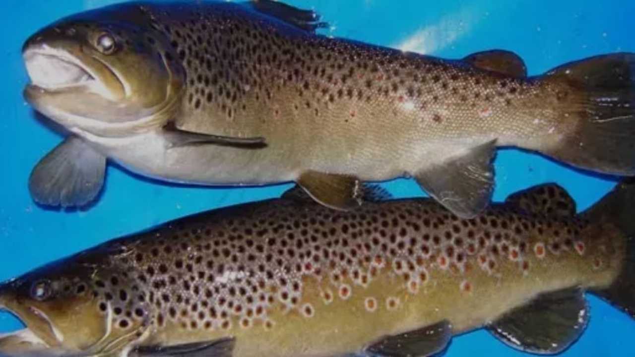 Kumluca'nın Coğrafi İşaret Almaya Aday Ürünleri Alakır Alası