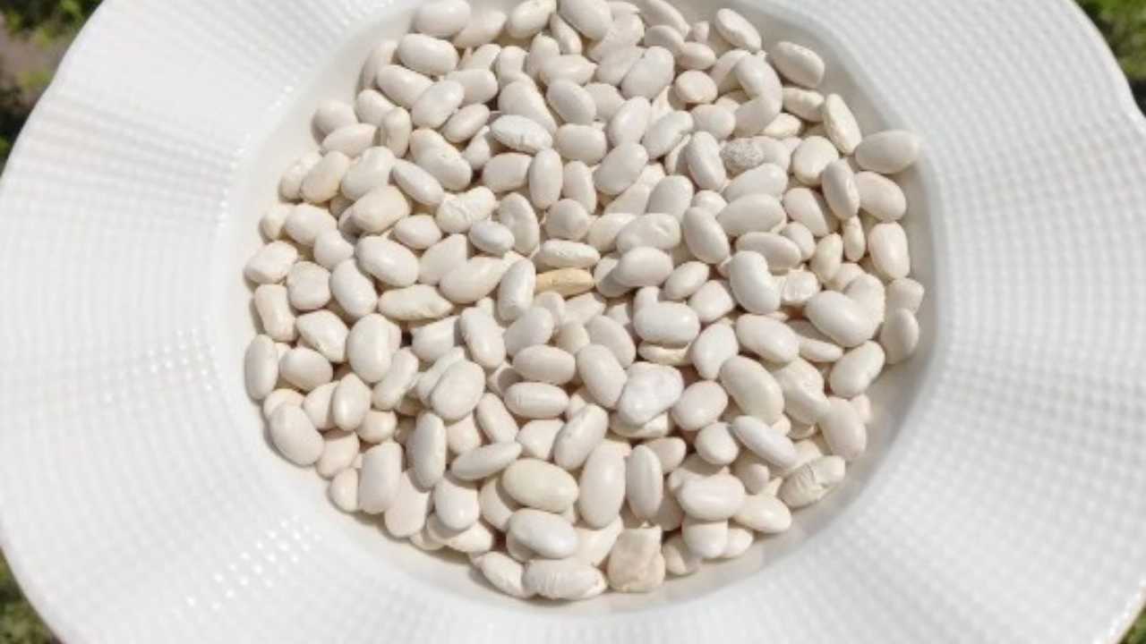 Kumluca'nın Coğrafi İşaret Almaya Aday Ürünleri Beydağı Fasulyesi