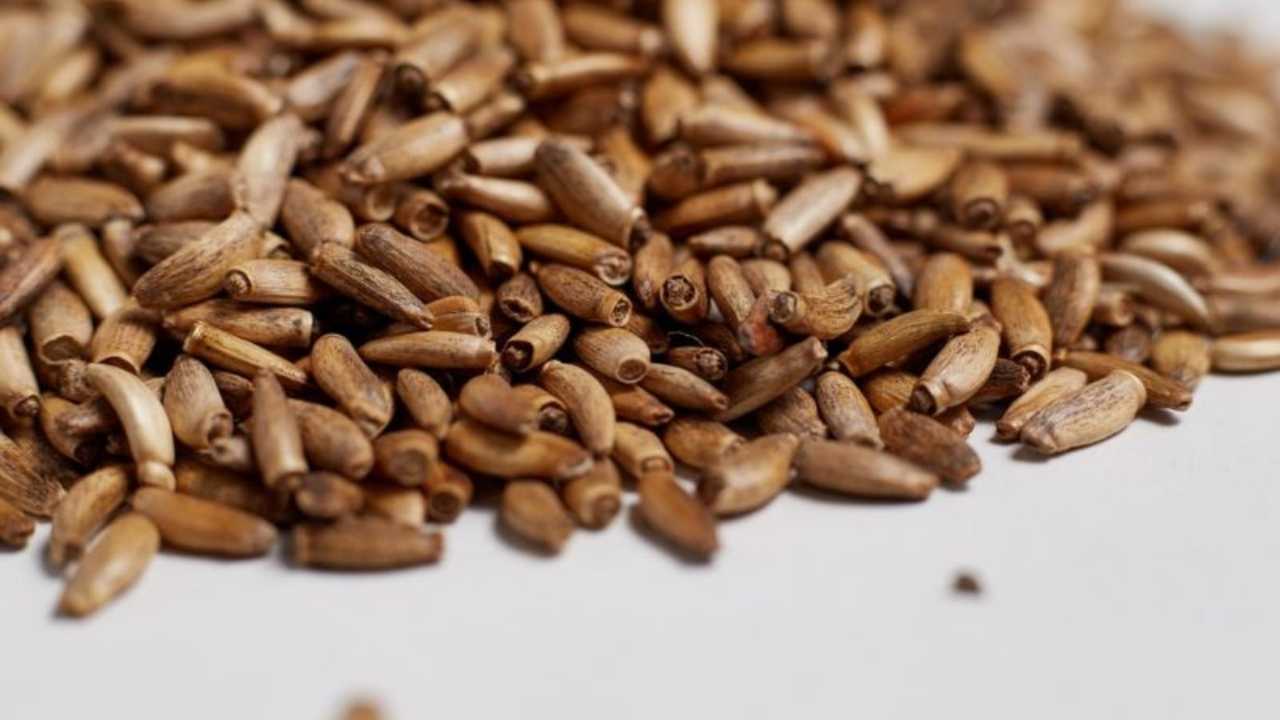 Kumluca'nın Coğrafi İşaret Almaya Aday Ürünleri Diken Kahvesi