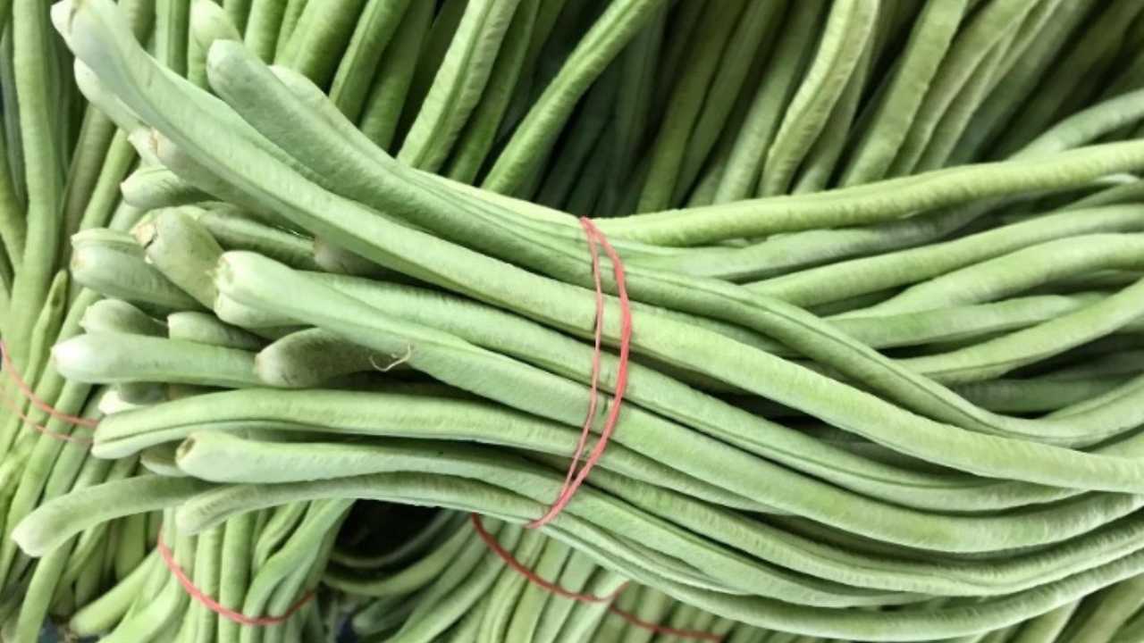 Kumluca'nın Coğrafi İşaret Almaya Aday Ürünleri Urgan Fasulyesi