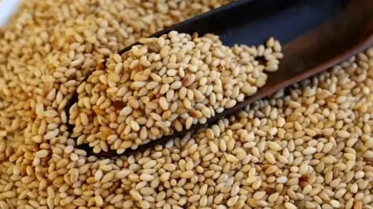 Manavgat Altın Susamı Nedir Özellikleri Neler Nasıl Yetiştiril12