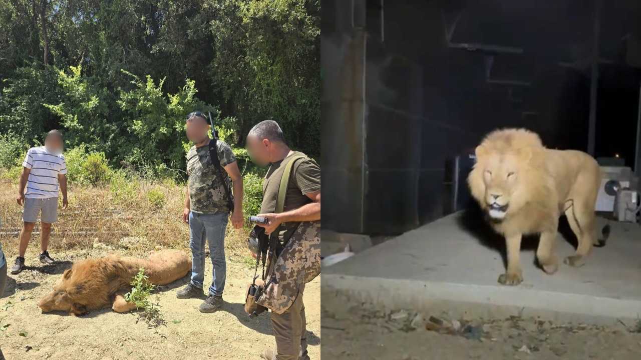 Manavgat’ta Vurulan Aslan Vicdanları Yaraladı 2