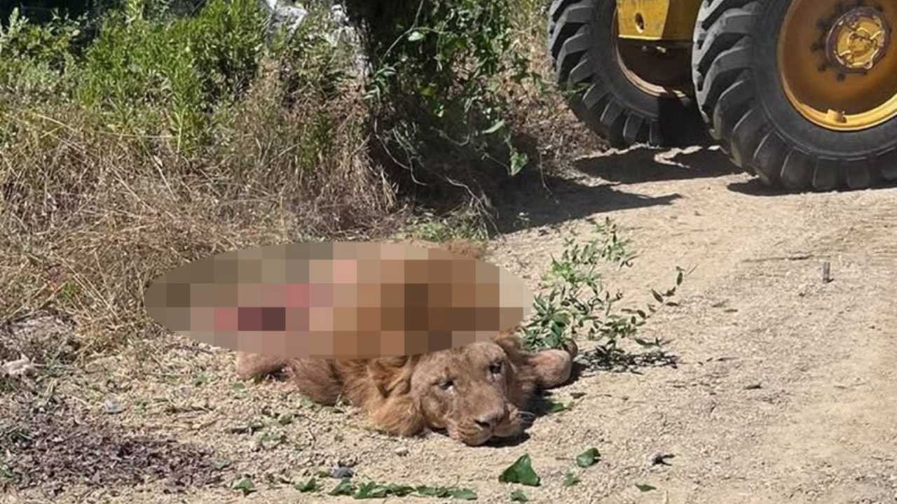 Manavgat’ta Vurulan Aslanla İlgili Valilik’ten Açıklama Geldi 2