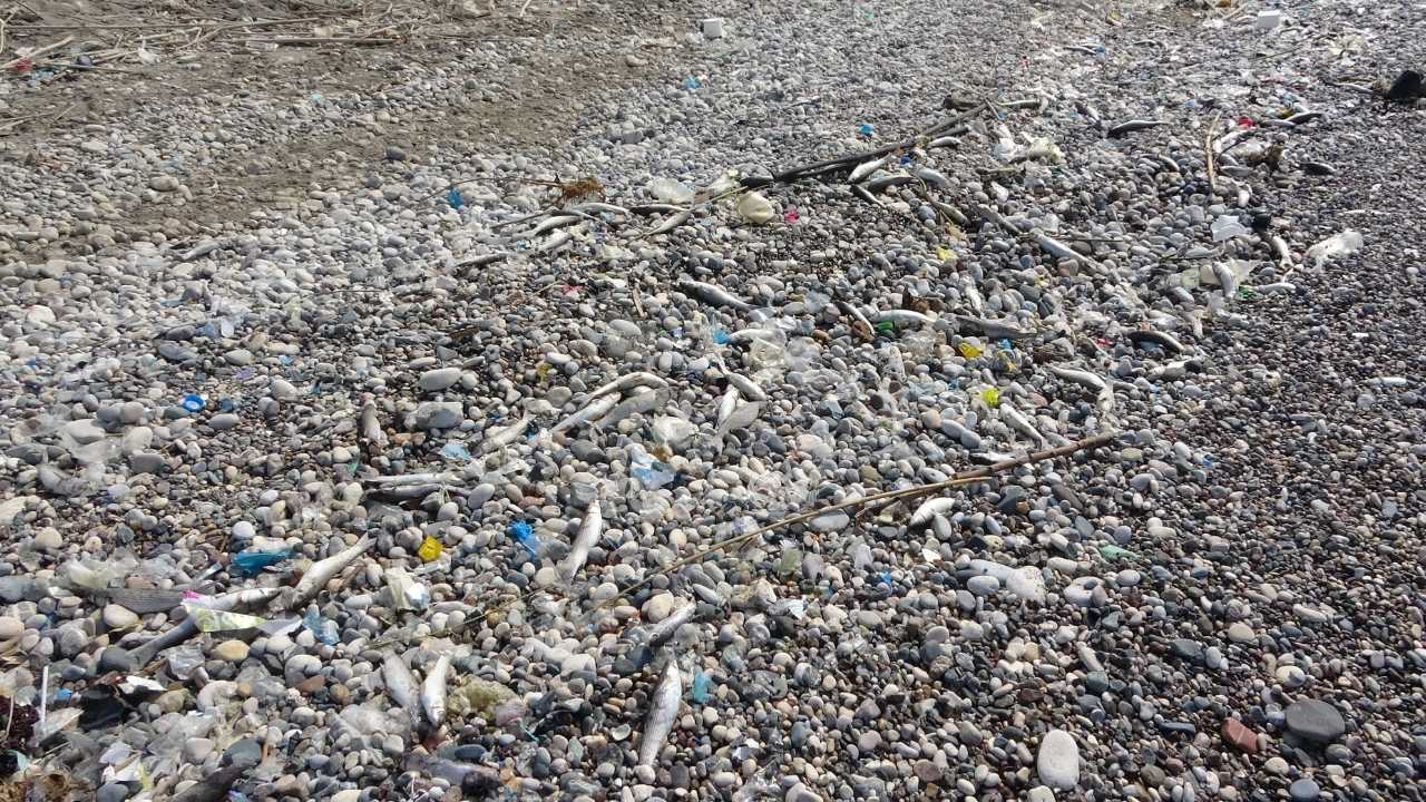 Mersin Akdeniz Sahili Balık Mezarlığına Döndü 2