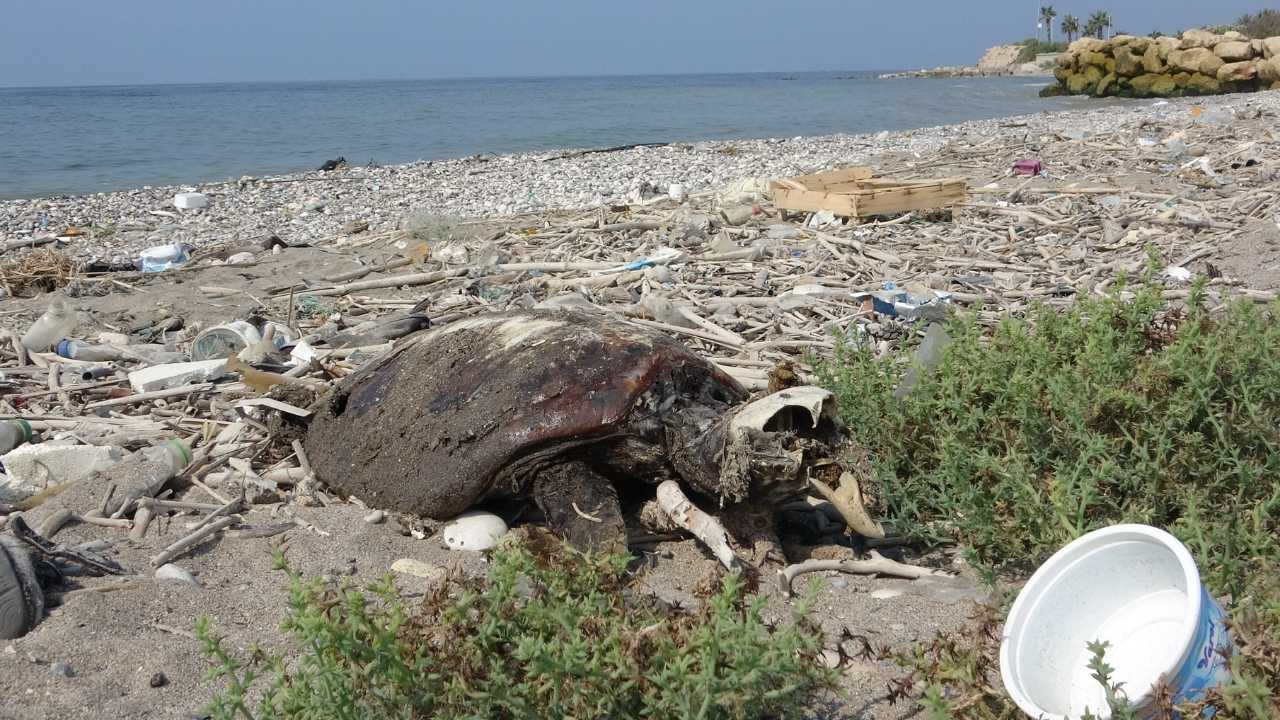 Mersin Akdeniz Sahili Balık Mezarlığına Döndü 4