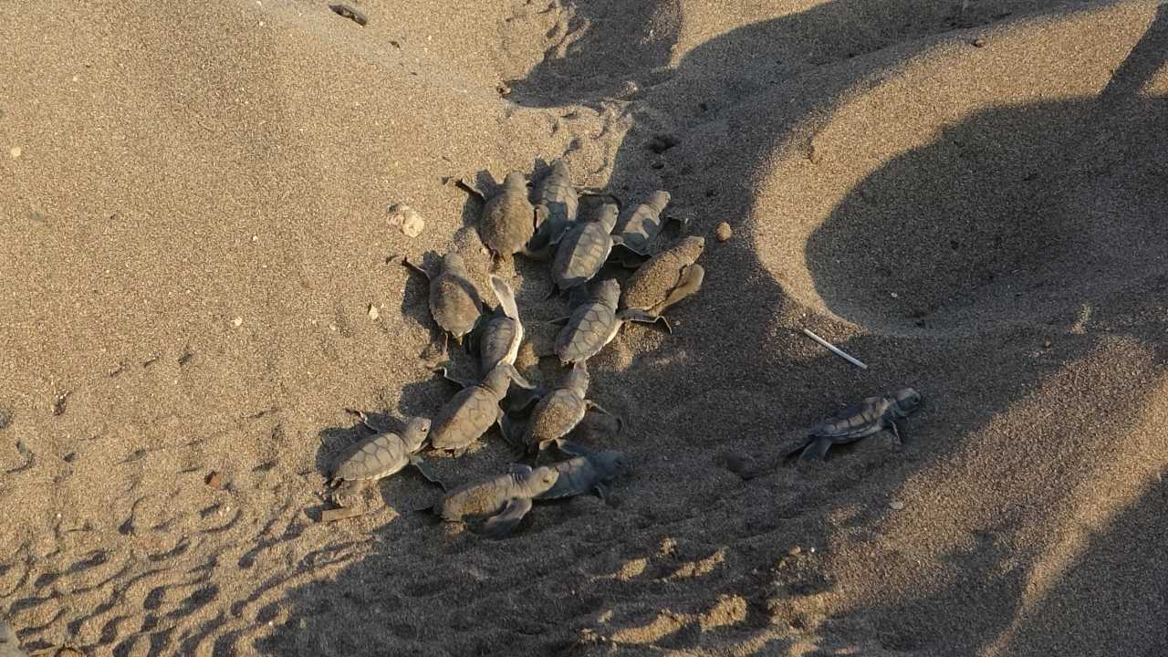 Mersin Kıyılarında Umut Dolu Bir Yıl (2)