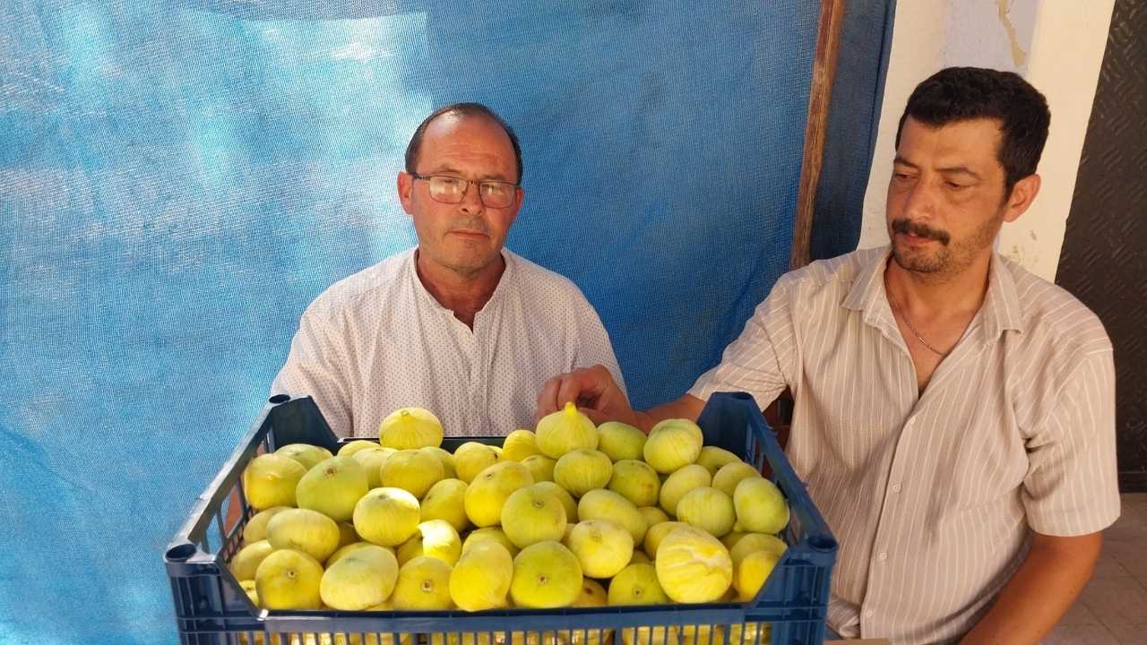 Mersin Mut'ta Beyaz İncir Üreticisinin Yüzü Gülüyor 3
