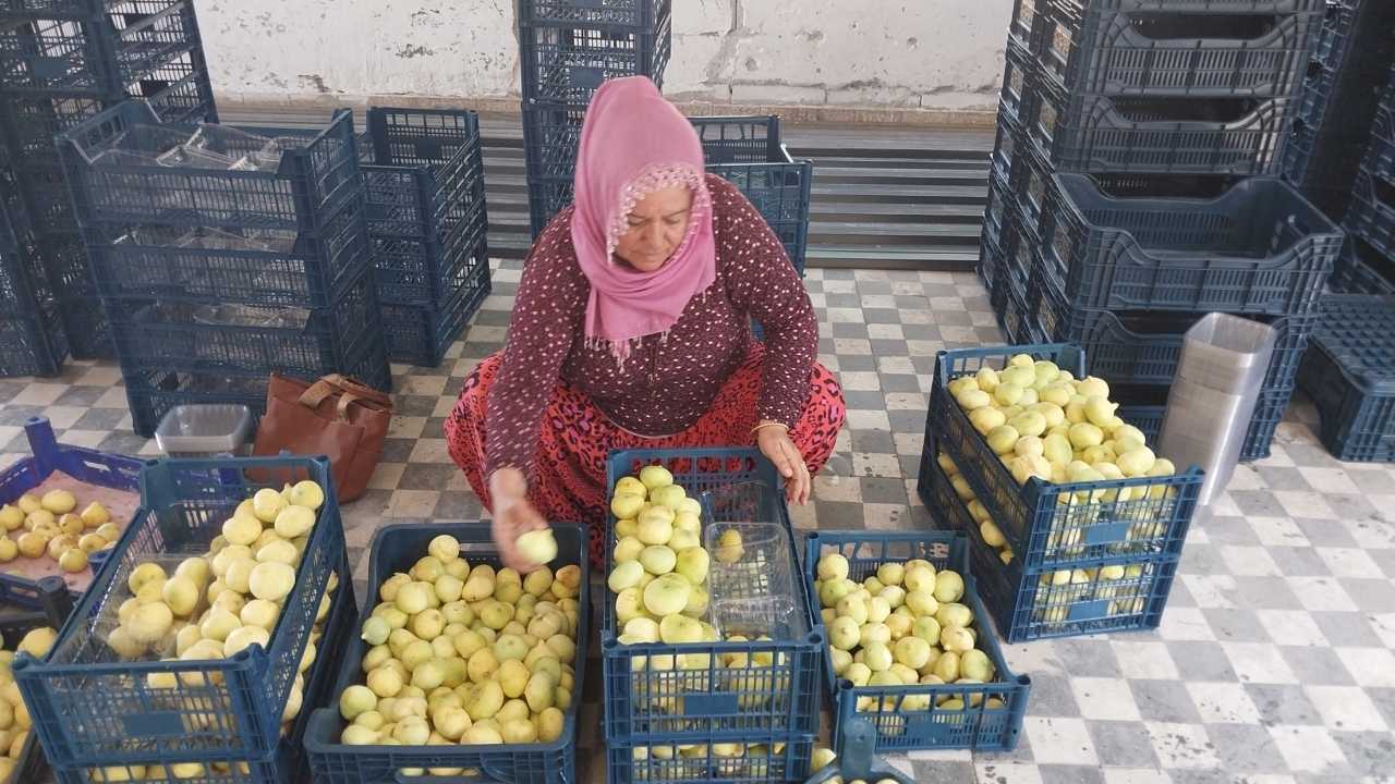 Mersin Mut'ta Beyaz İncir4
