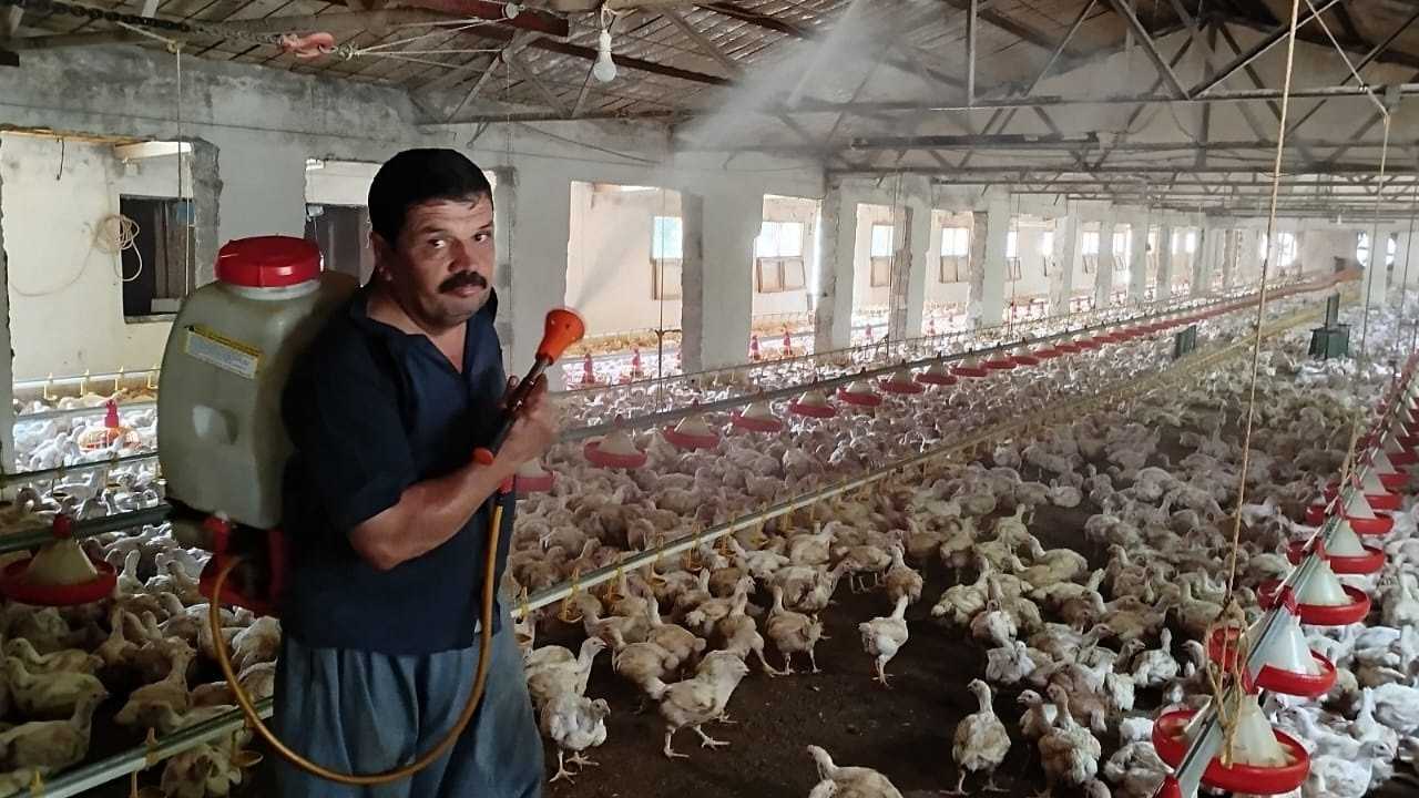 Mersin Sıcaklarında Tavuklara Günde 3 Kez Buz Banyosu2