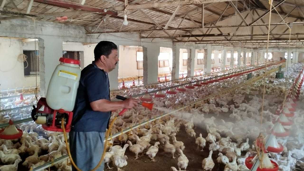 Mersin Sıcaklarında Tavuklara Günde 3 Kez Buz Banyosu3