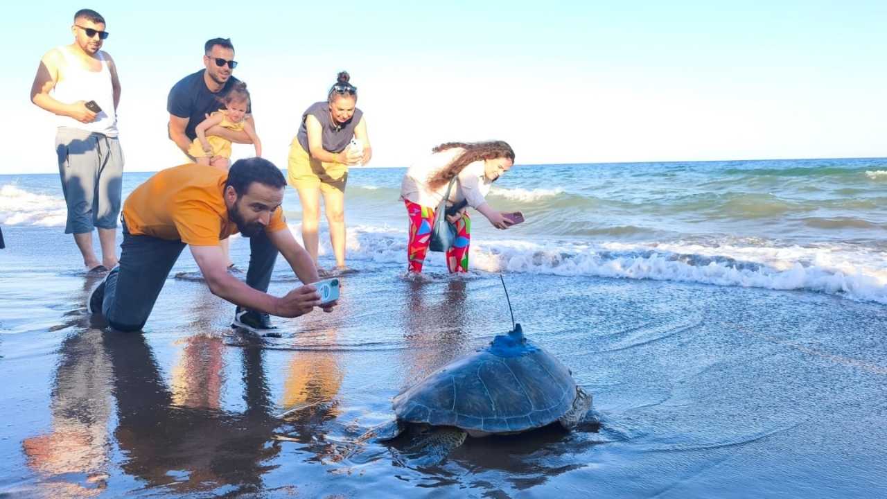 Mersin’de Deniz Kaplumbağalarının Uydu Takip Çalışması Başladı 2