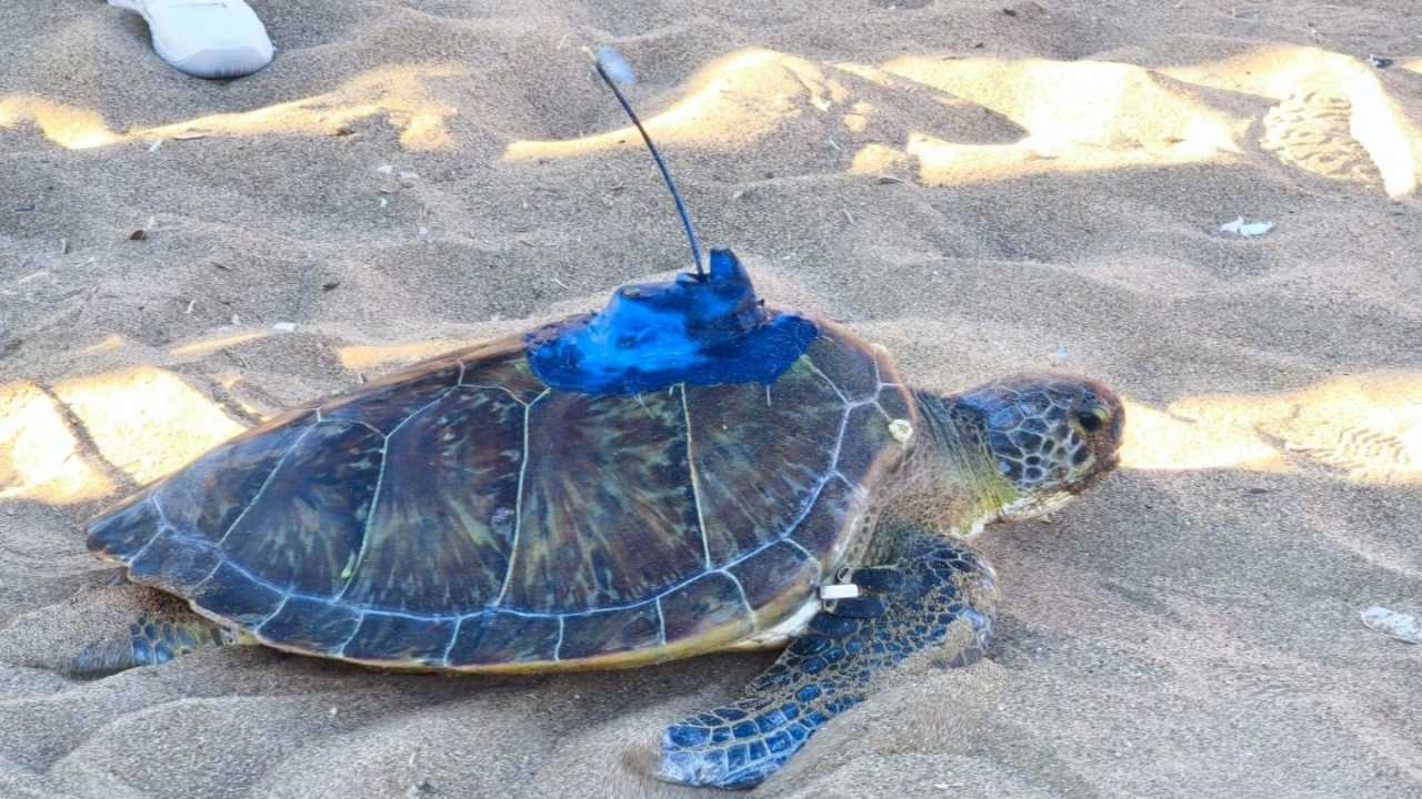 Mersin’de Deniz Kaplumbağalarının Uydu Takip Çalışması Başladı 3