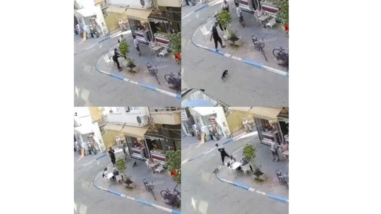 Mersin’de Masum Sokak Kedisine Acımasız Saldırı