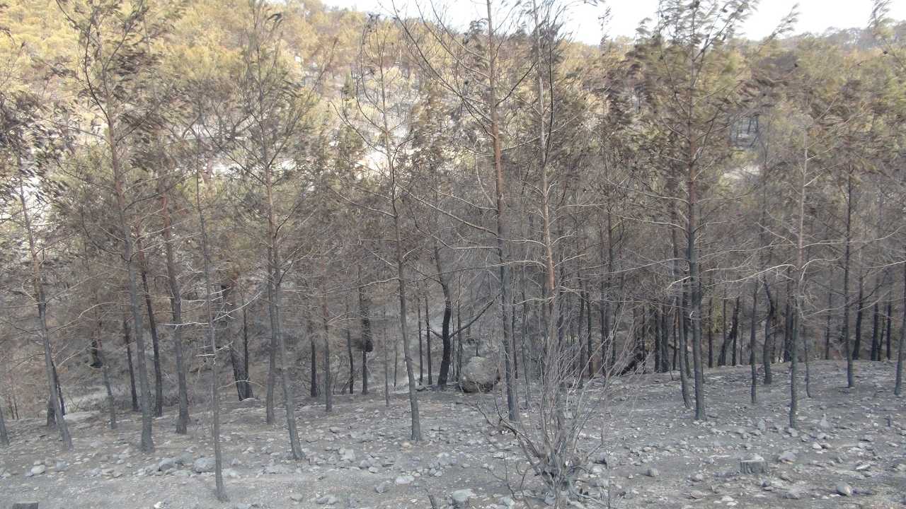 Mersin’de Silifke Orman Yangınında 21 Kişi Yaralandı 3
