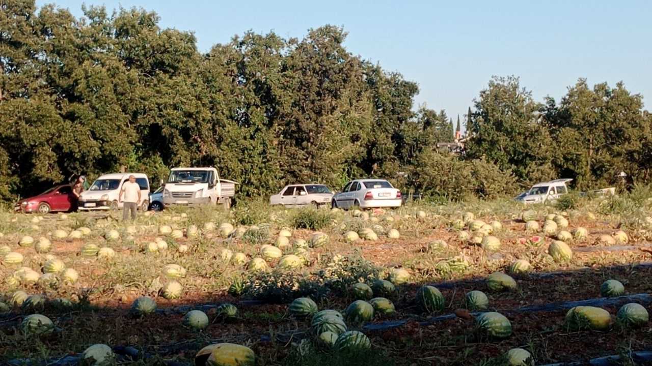 Serikli Çiftçi 1 Paylaşımla 120 Ton Karpuzu Dağıttı! 2 Günde Tükendi 2