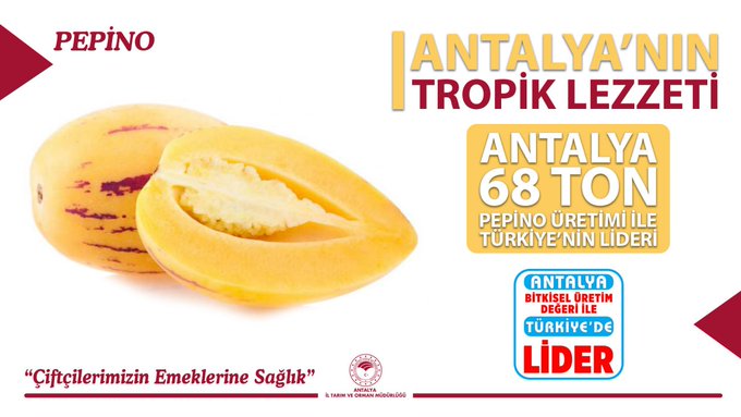 Türkiye’nin Tarımsal Lideri Antalya Pepinoyla Zirvede12