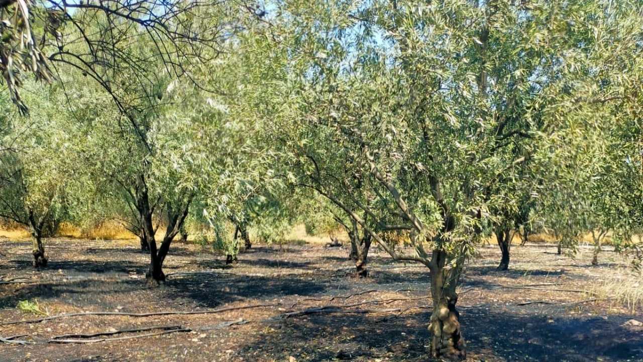 antalya-kumlucada-yangin-zeytin-bahcesi-kul-oldu-4.jpg