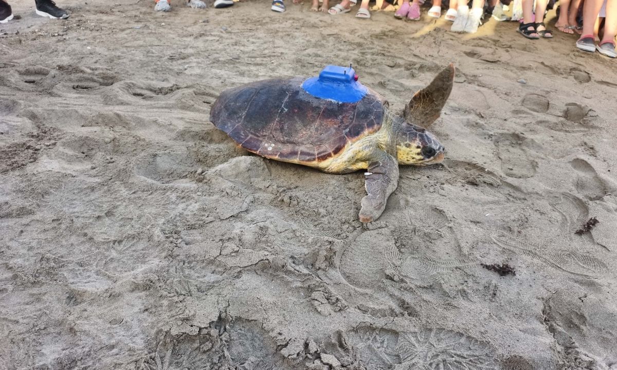 antalyada-ilk-yerli-uydu-takip-cihazi-caretta-carettaya-takildi-3.jpg