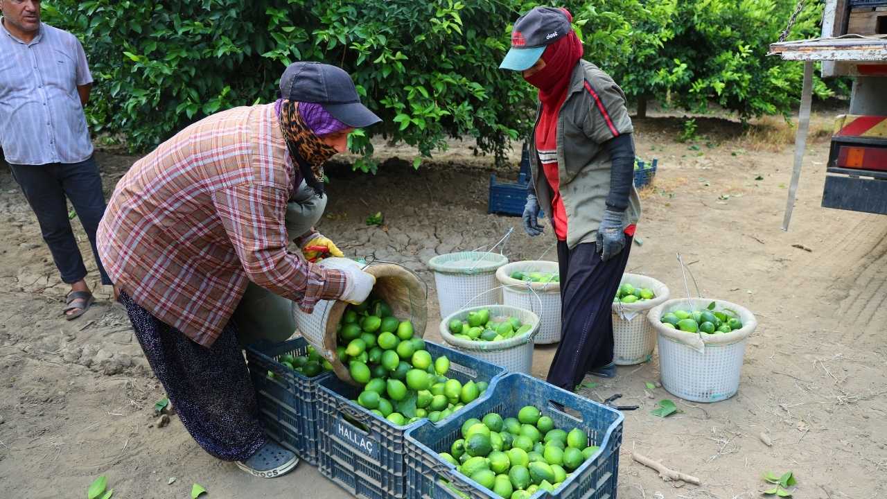 adanada-zirai-don-golgesinde-limon-hasadi3.jpg
