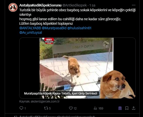 guzel-antalyayi-kedi-kopekten-diskilarindan-ve-hayvansever-terrunden-kurtarmak-ve-basibos-kopek-kedilerin-zararlarinin-farkindaligi-icin-acilmis-hesapti12.jpg