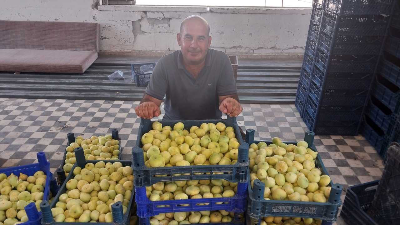 mersin-mutta-incir-hasadi-suruyor2.jpg