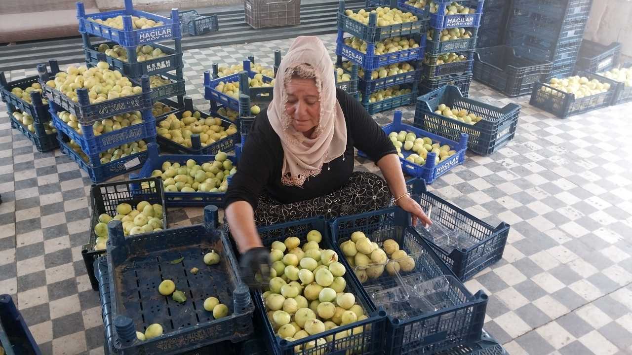 mersin-mutta-incir-hasadi-suruyor3.jpg