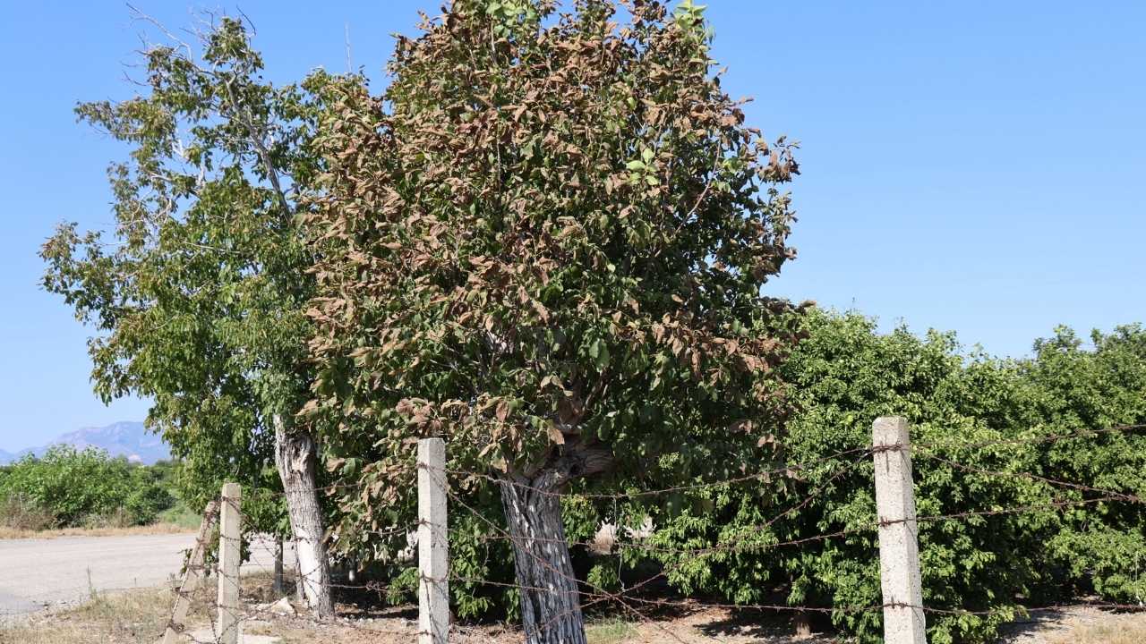adana-kozanda-ciftciler-kavurucu-gunes-altinda-mesai-yapiyor4.jpg