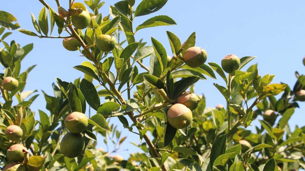 adanada-limonu-kavurucu-sicaklar-yakti3.jpg