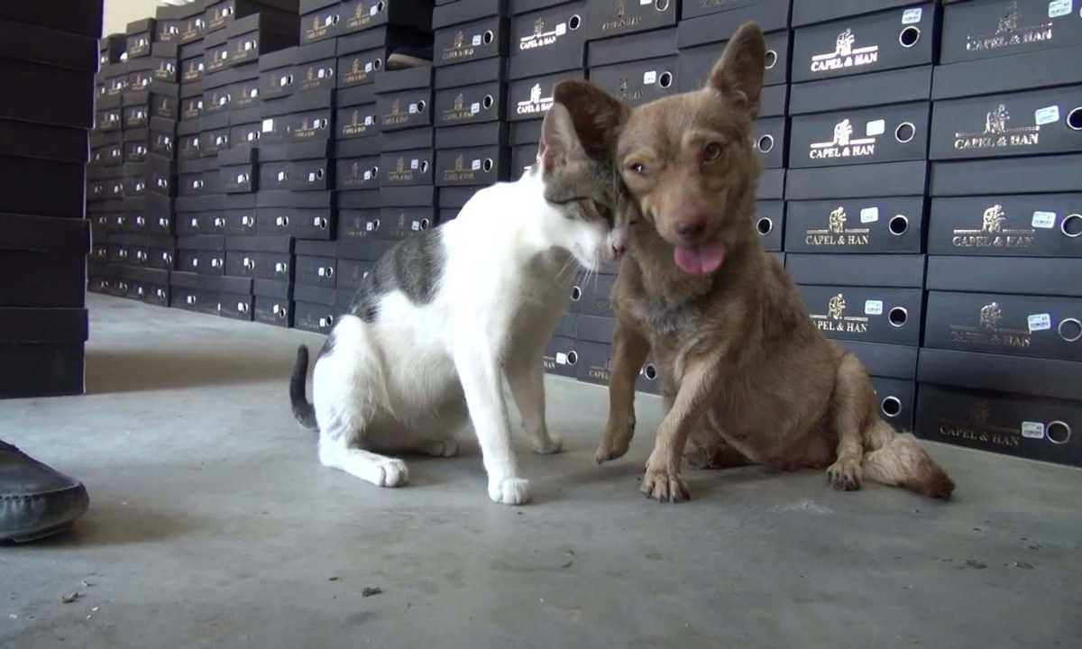 hatayda-depremzede-kopek-sifa-kedi-gofiyi-yavrusu-gibi-sahiplendi3.jpg