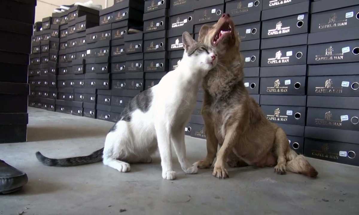 hatayda-depremzede-kopek-sifa-kedi-gofiyi-yavrusu-gibi-sahiplendi4.jpg