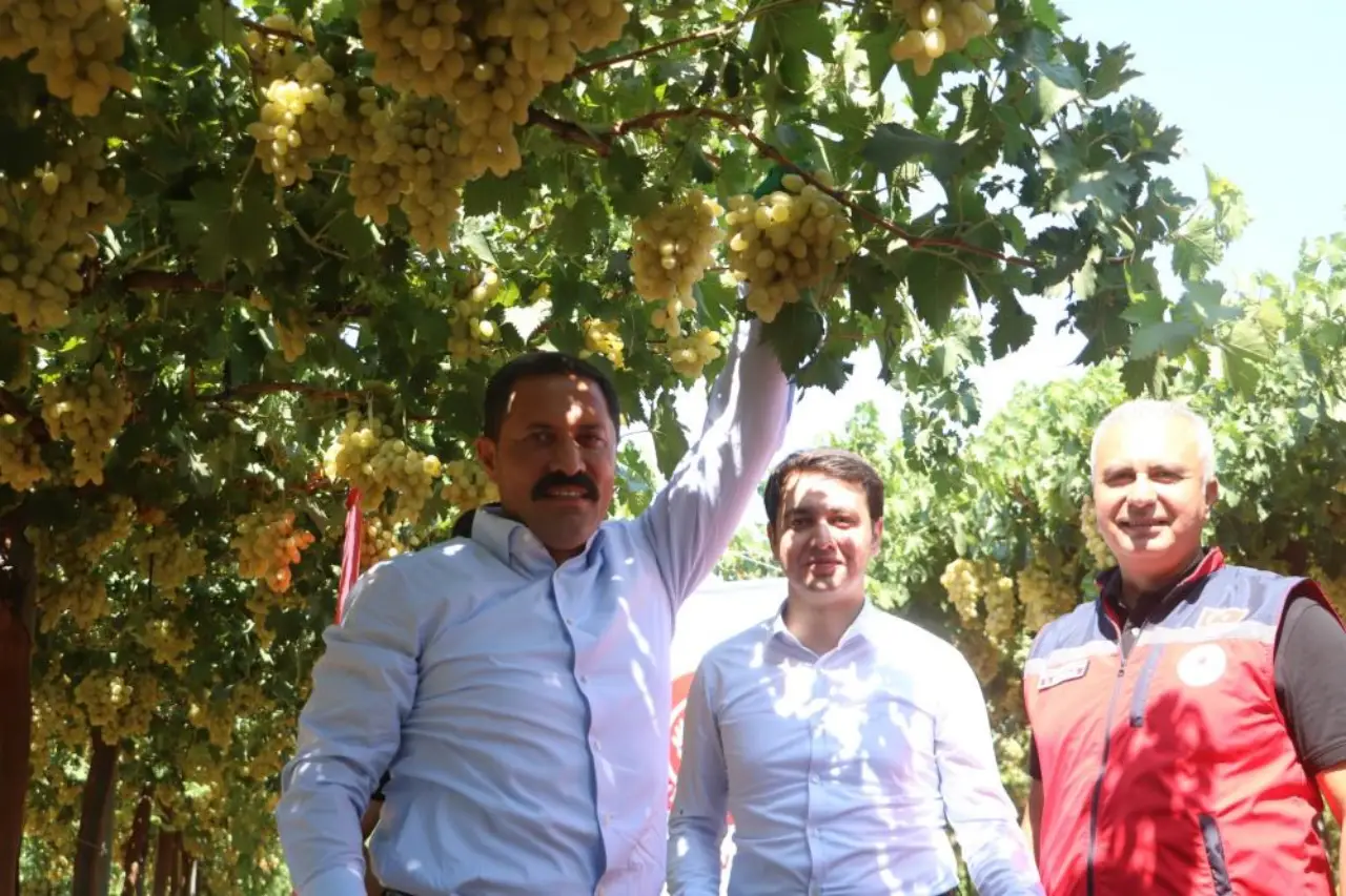 hatayda-uzum-bollugu-rekolte-85-bin-tona-cikiyor-2.webp