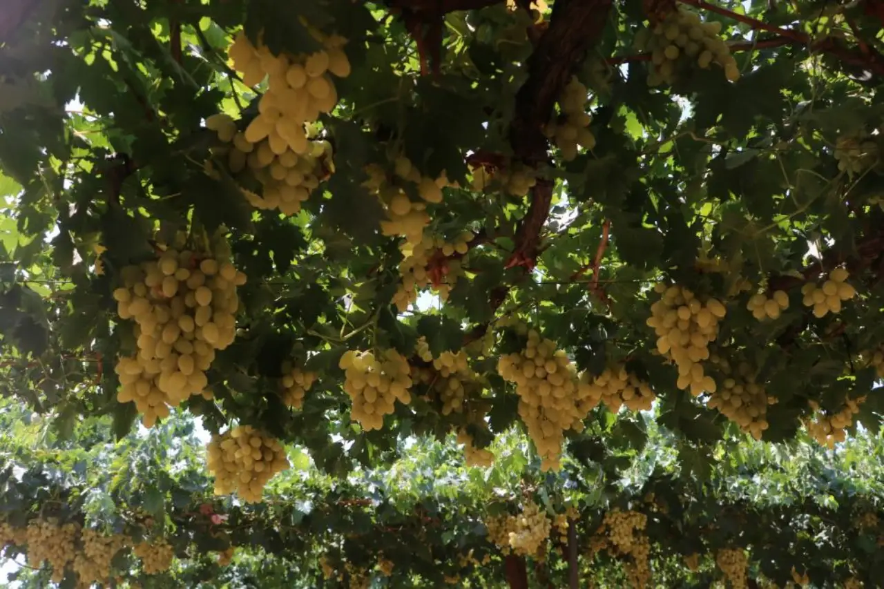 hatayda-uzum-bollugu-rekolte-85-bin-tona-cikiyor-3.webp
